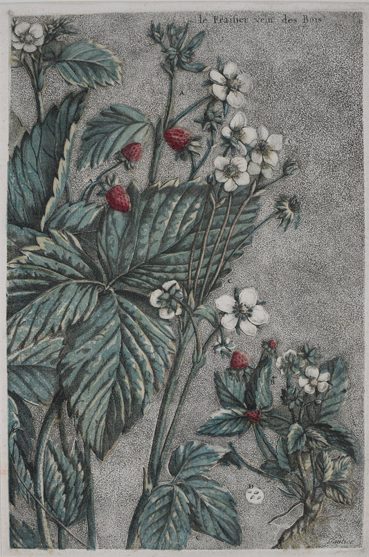 ESTAMPES EN COULEURS DE GAUTIER D’AGOTY "Le fraisier"
