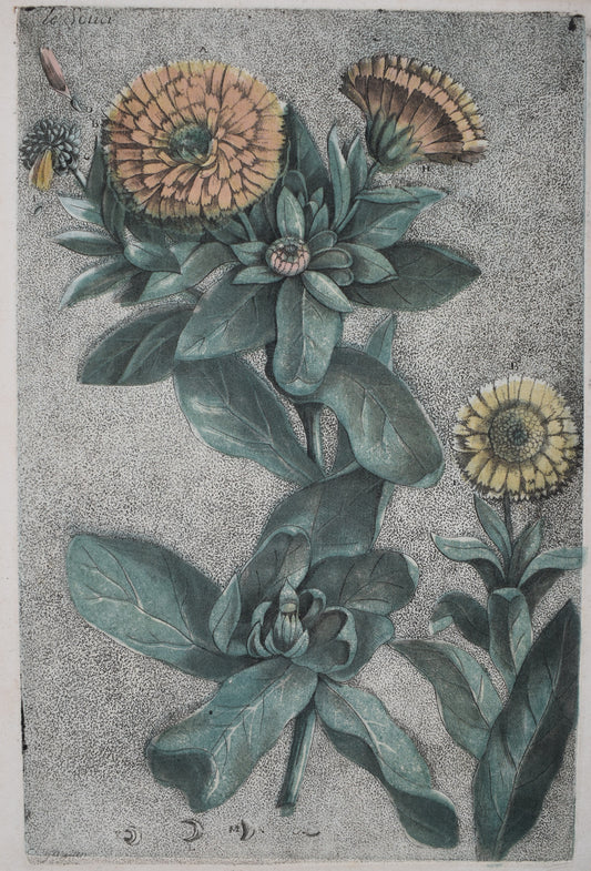 ESTAMPES EN COULEURS DE GAUTIER D’AGOTY "Le souci"