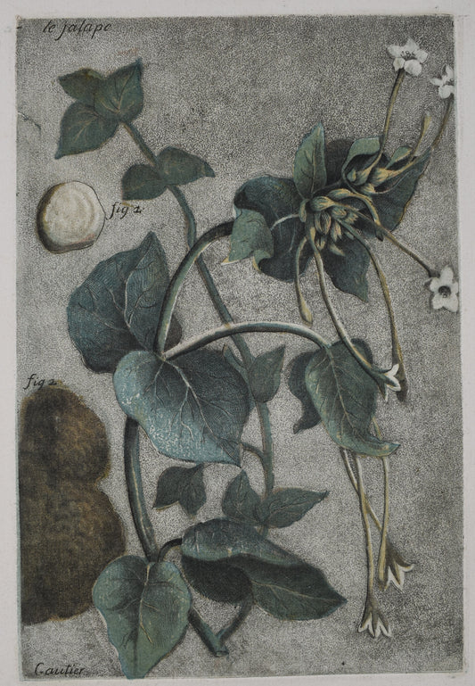 ESTAMPES EN COULEURS DE GAUTIER D’AGOTY "Le jalapo"