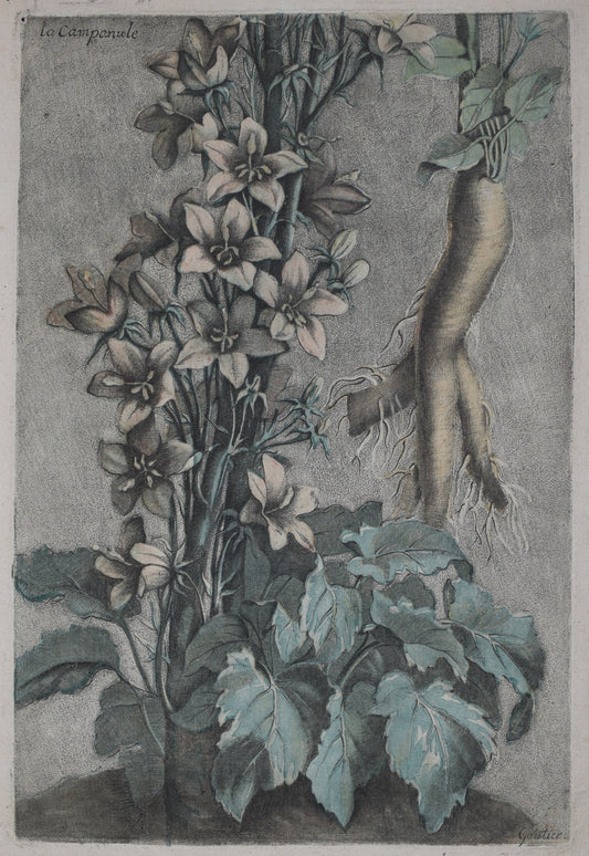 ESTAMPES EN COULEURS DE GAUTIER D’AGOTY "La campanule"