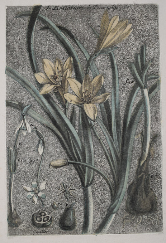 ESTAMPES EN COULEURS DE GAUTIER D’AGOTY " Le lis-narcisse ; Le perce-neige"