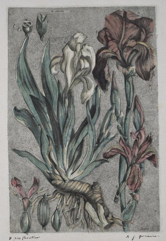 ESTAMPES EN COULEURS DE GAUTIER D’AGOTY "La flambe"