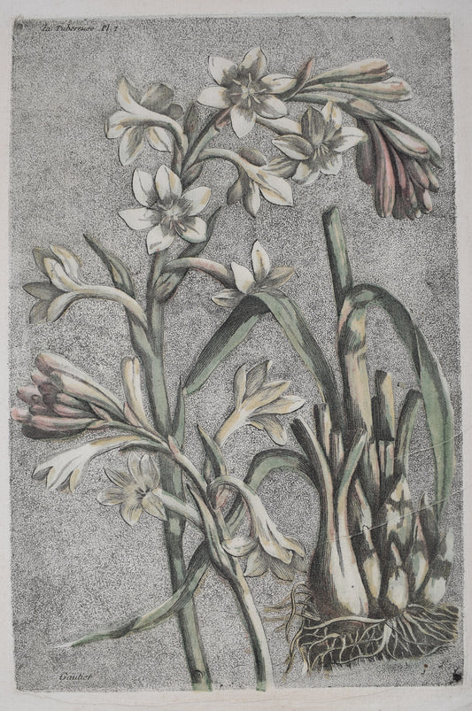ESTAMPES EN COULEURS DE GAUTIER D’AGOTY "La Tubereuse"