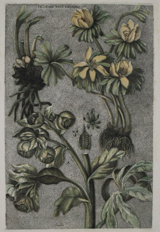 ESTAMPES EN COULEURS DE GAUTIER D’AGOTY "L'ellebore verd et le jeune"